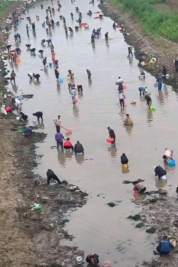 科云汇 河南一地大批人员聚集河流摸金摸铜钱？镇政府辟谣：是摸河蚌